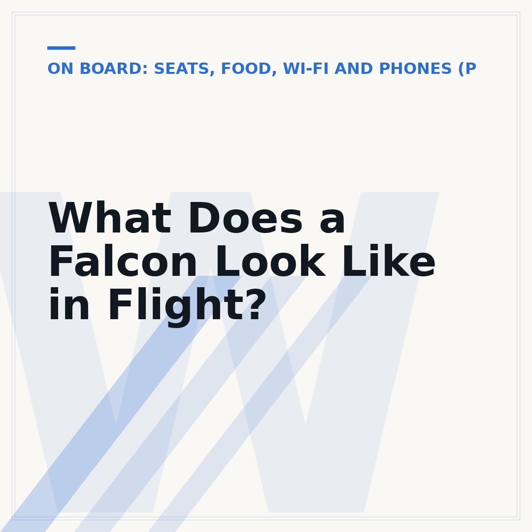 What Does a Falcon Look Like in Flight?