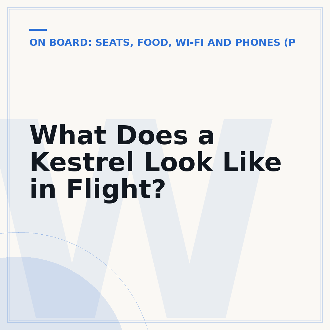 What Does a Kestrel Look Like in Flight?