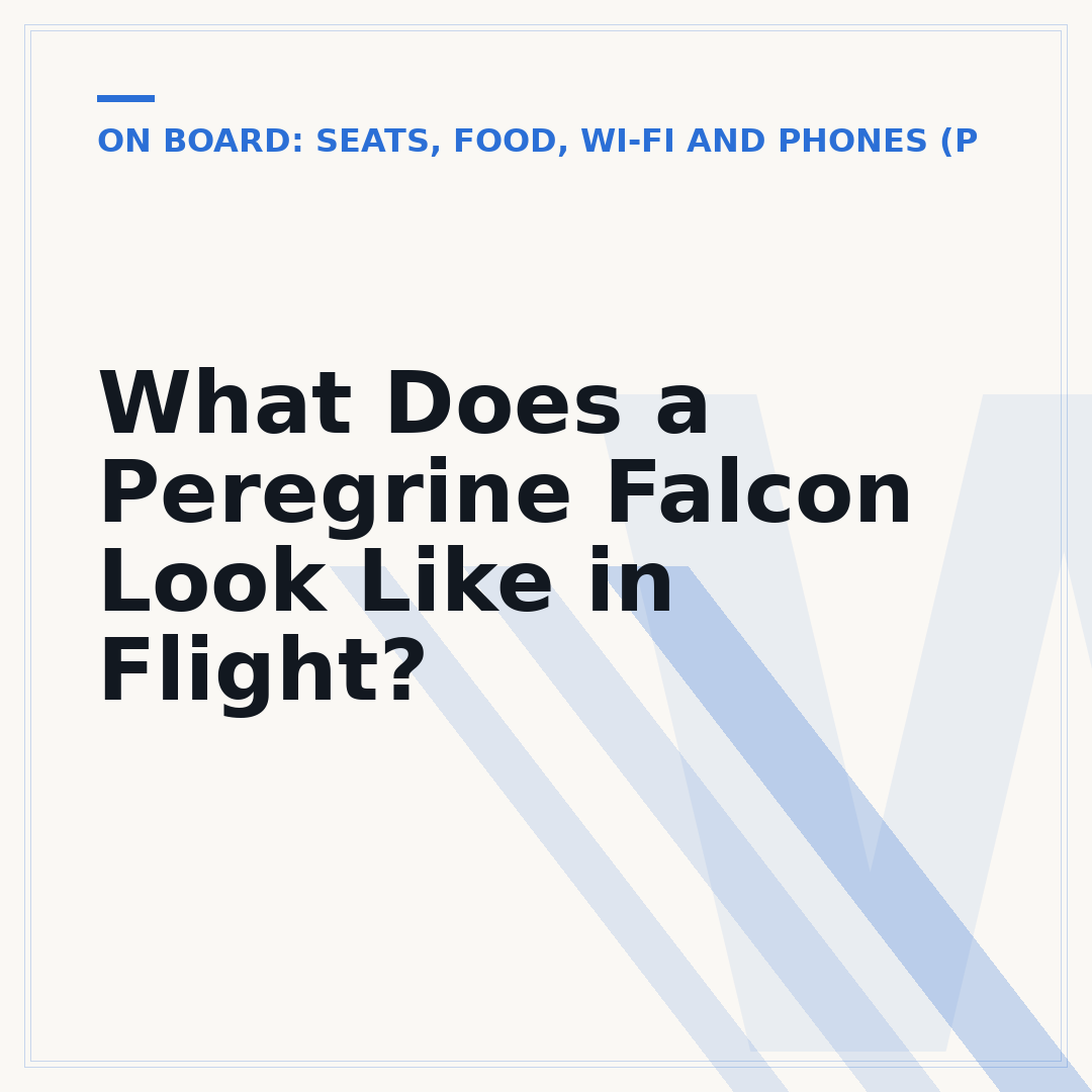 What Does a Peregrine Falcon Look Like in Flight?